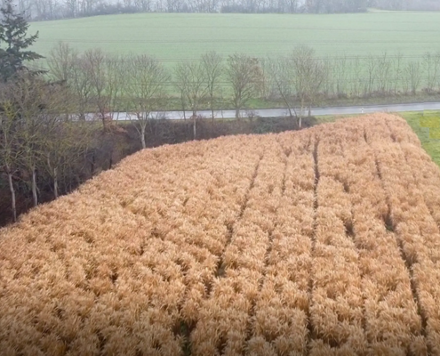Miscanthus-Anbau in der Region Rheinland-Pfalz Regionaler Miscanthus-Anbau in Deutschland