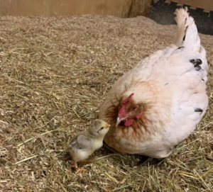 Miscanthus Naturstreu - Angebote, Größen, Preise