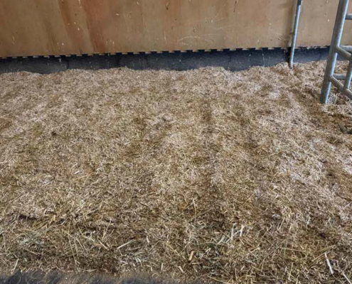 Trockene Miscanthus-Einstreu in der Pferdebox